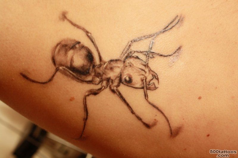Animal Tattoos » Ant Tattoo_8