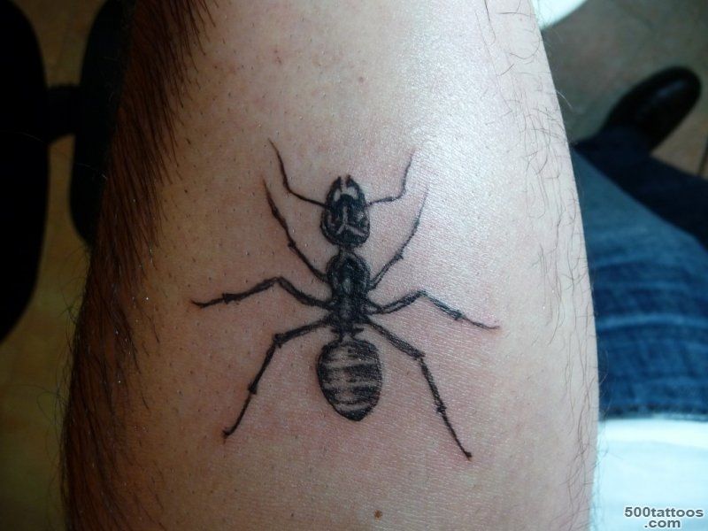 Animal Tattoos » Ant Tattoo_24