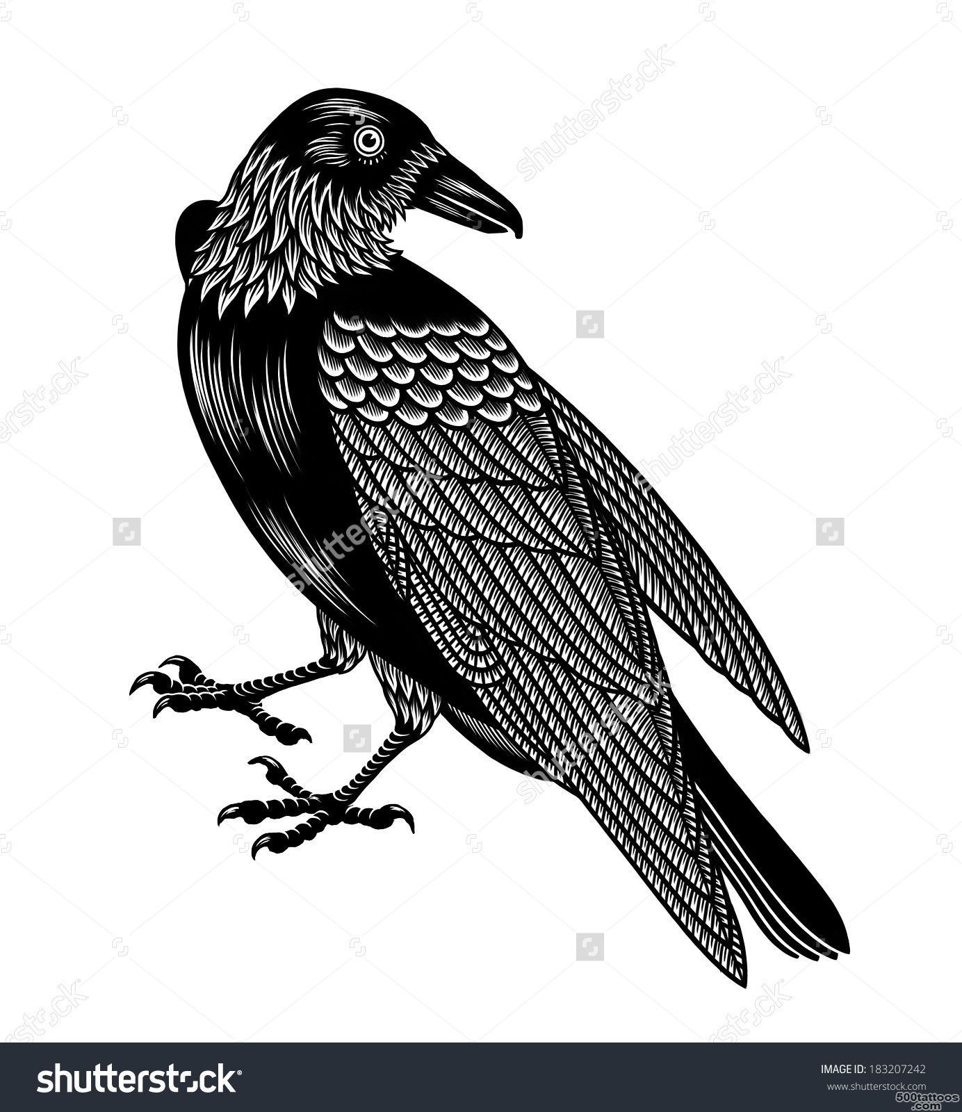 Crow Tattoo Stock Photo 183207242  Shutterstock_11