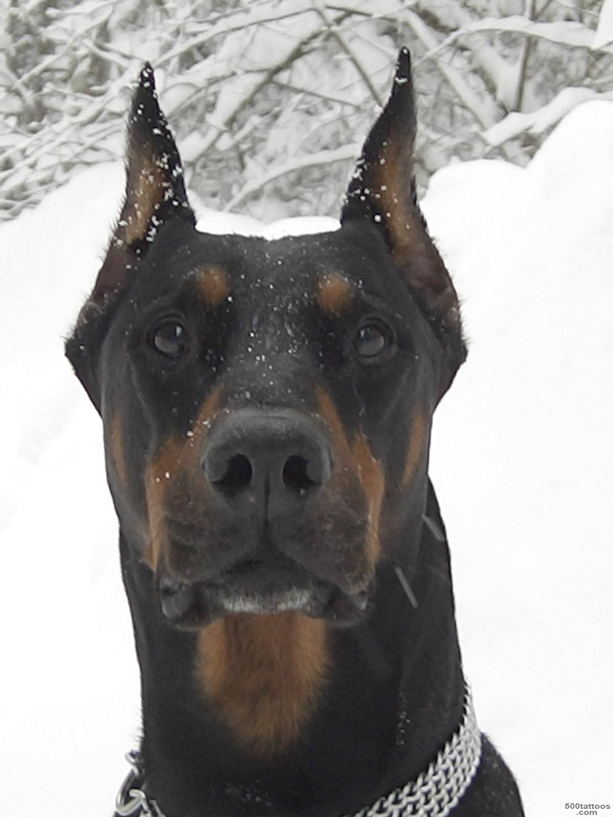 Pin Doberman I Know This One Is Kind Of Funky on Pinterest_47