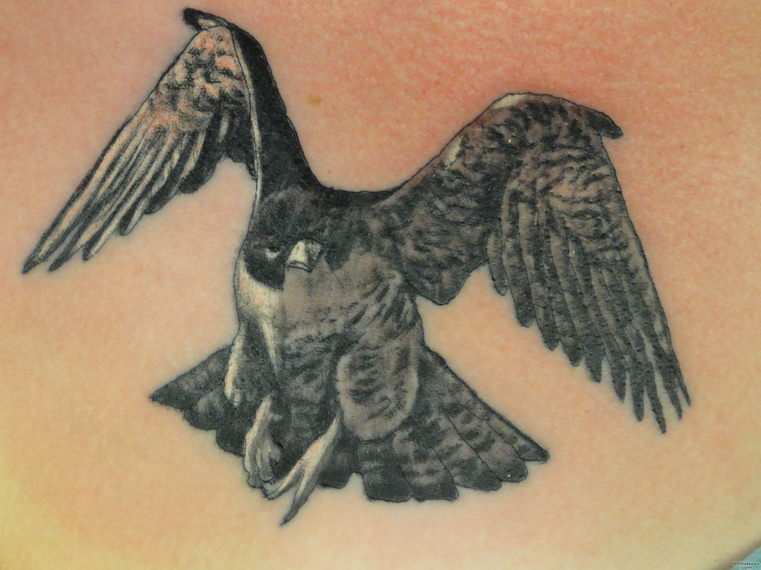 Japanese Falcon Tattoo Related Keywords amp Suggestions   Japanese ..._13