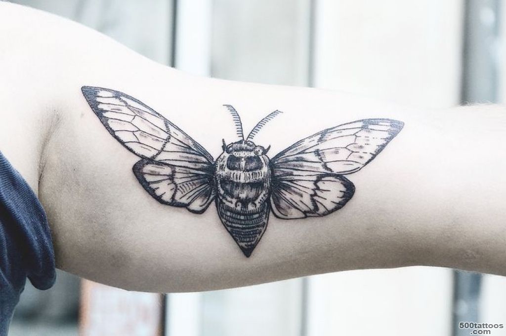 Insect Tattoos On Pinterest Insect Tattoo Cicada Tattoo And for ..._14