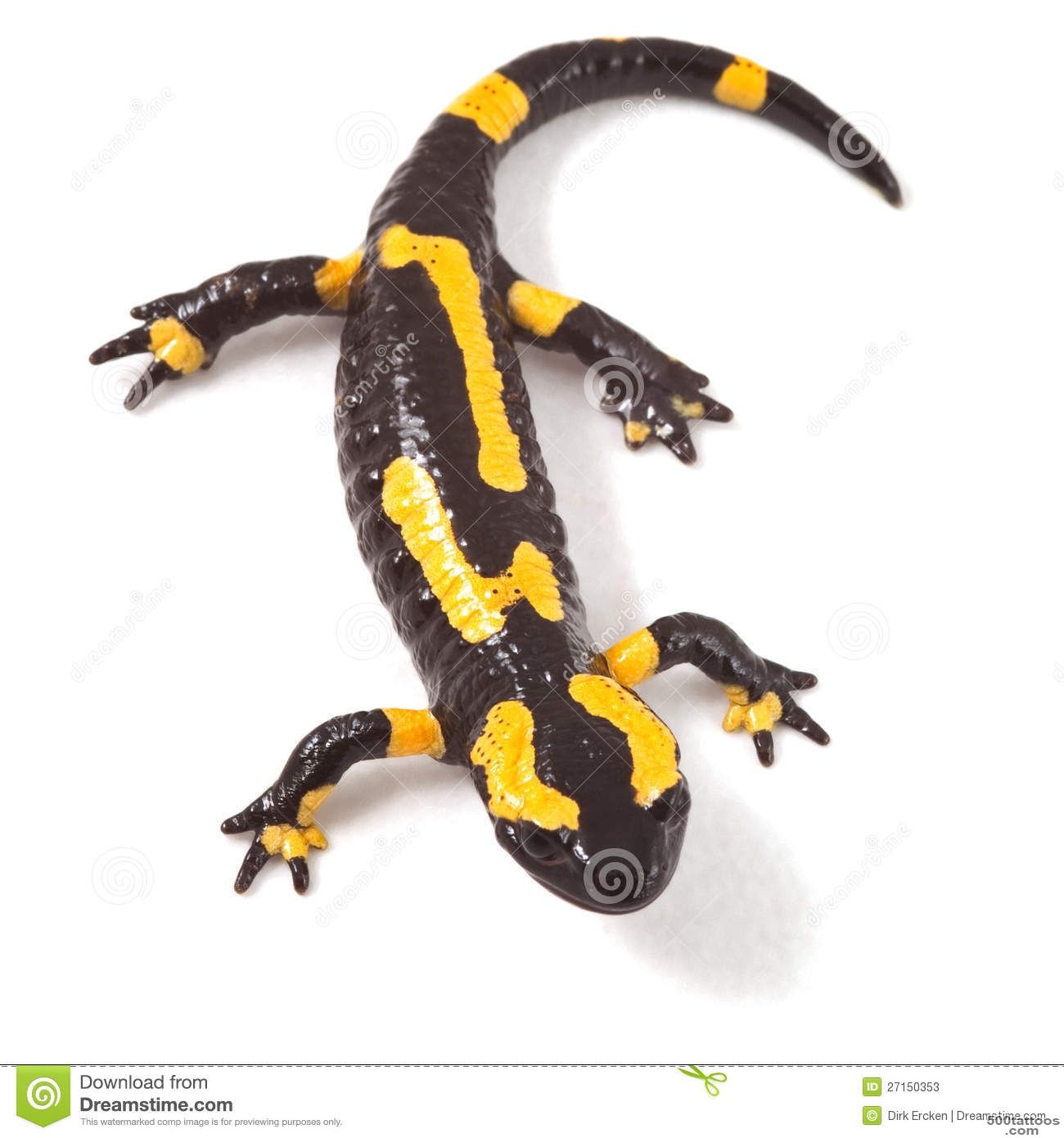 Pin Spotted Salamander Tattoo Pictures To Pin On Pinterest on ..._43