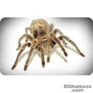 Spider Tattoo Meanings_35