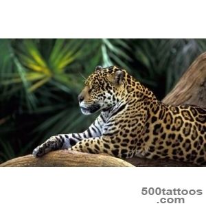 Animal Tattoos » Jaguar Tattoo_30
