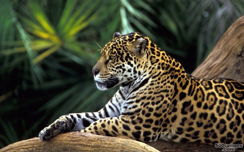 Animal Tattoos » Jaguar Tattoo_30