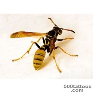 WASP PICTURES, PICS, IMAGES AND PHOTOS FOR INSPIRATION_23