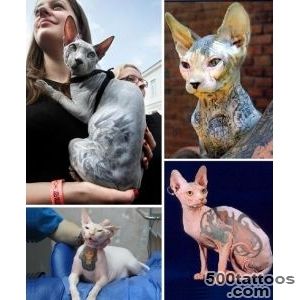 Sphynx Cats Play Feline Skins Game To Win   WebEcoist_3