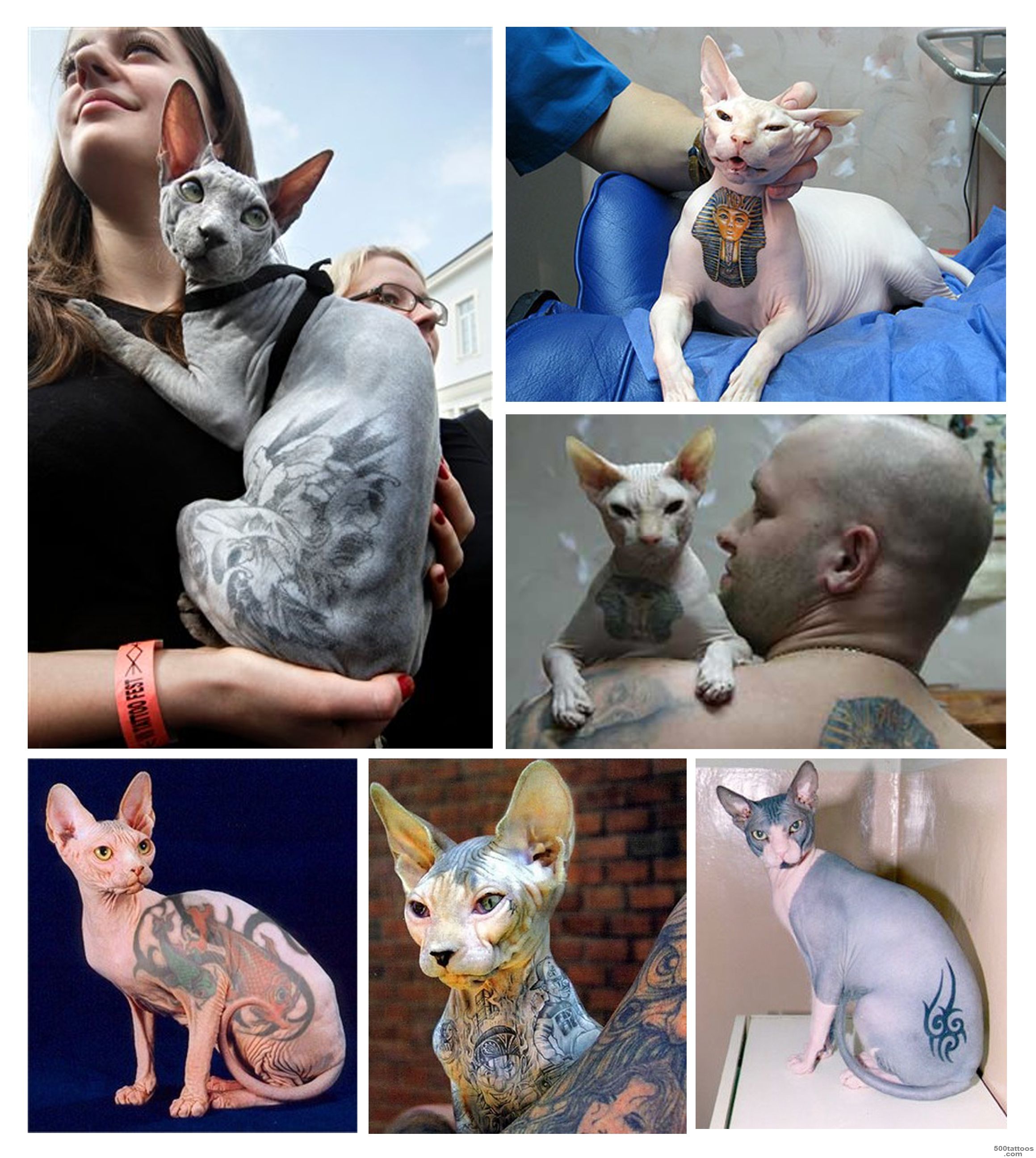 Great News! You Can#39t Tattoo Or Pierce Your Pet In New York ..._24