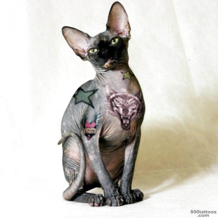 Tattooed Cats 16 Sphynx Cats With Ink   Bored!_23